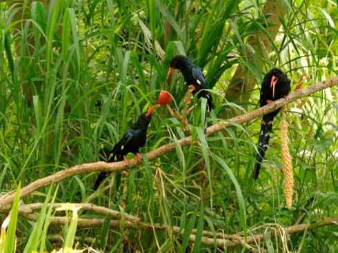 绝色攀禽:戴胜与林戴胜 绝色攀禽:戴胜与林戴胜