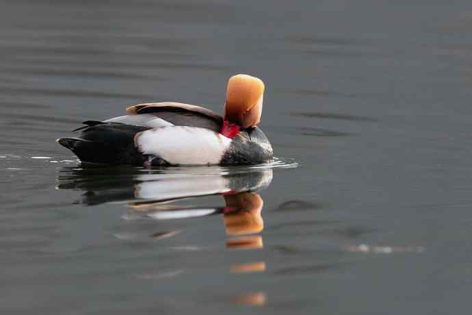 稻香湖的潜鸭☆
