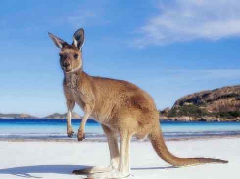 动物世界：山寨还是原创之八（袋鼠、跳兔、跳鼠）