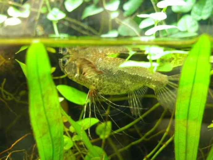 鱼类活化石:齿蝶鱼 鱼类活化石:齿蝶鱼