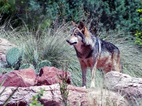 狈：传说的兽原型探秘（狼）