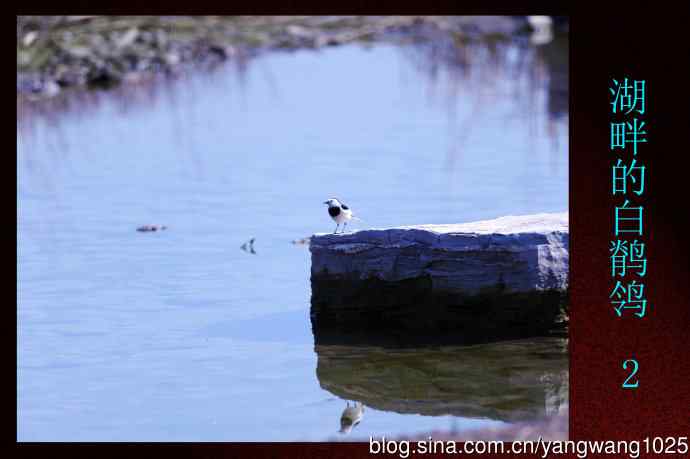 北京奥森公园的鸟类——湖畔的白鹡鸰 2