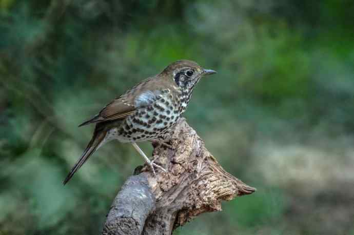 这个鸫鸫很难得