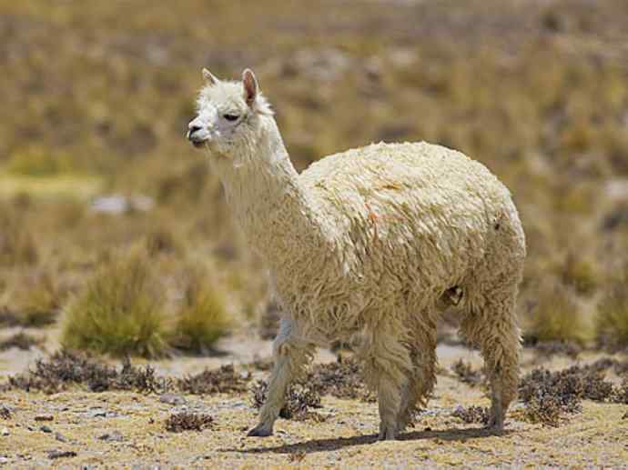 犬科：狐亚科食蟹狐属之食蟹狐