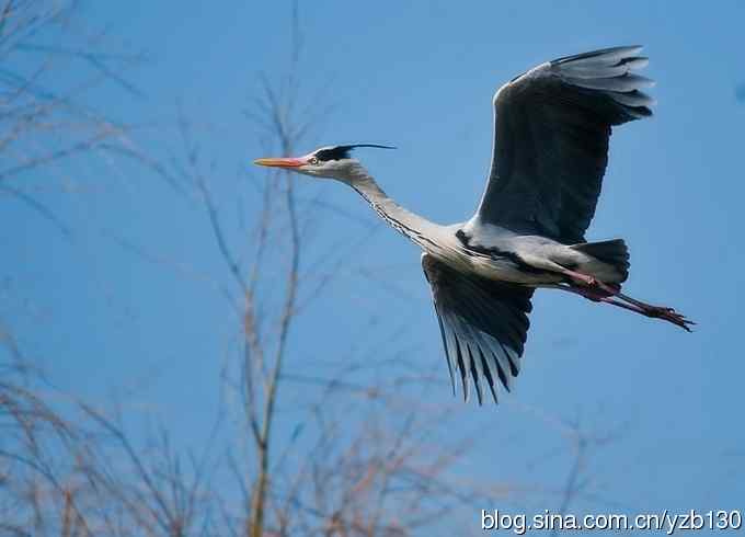 翠湖繁殖羽（组图，12张图片）