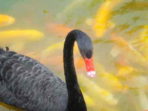 家禽驯化之源之十一