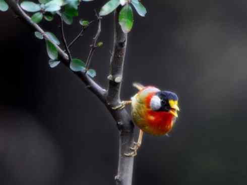 家禽驯化之源之十五 家禽驯化之源之十五