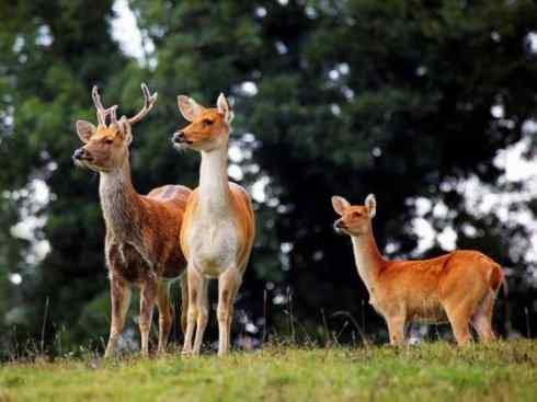 麒麟:传说的兽原型探秘(梅花鹿) 麒麟:传说的兽原型探秘(梅花鹿)