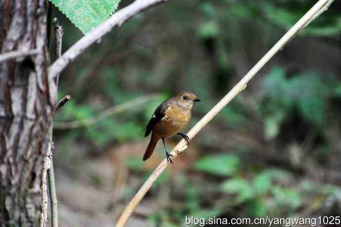 雌性北红尾鸲(2) 雌性北红尾鸲(2)