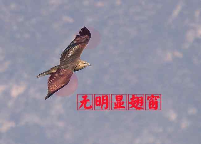 普通鵟 猛禽大全——中国东部地区27种迁徙类猛禽辨识