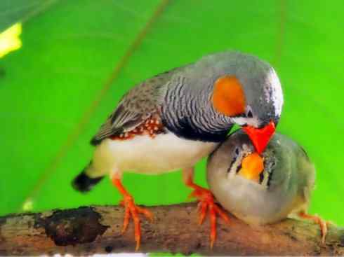 家禽驯化之源之二十