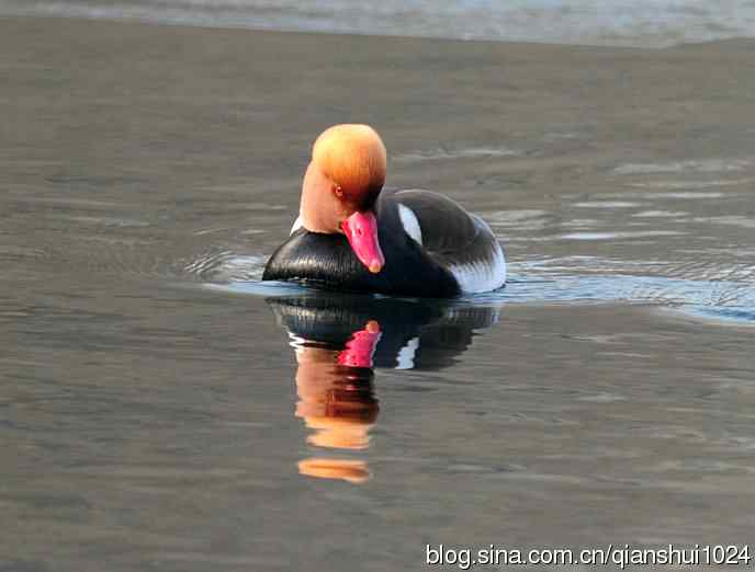 儒雅斯文.赤嘴潜鸭