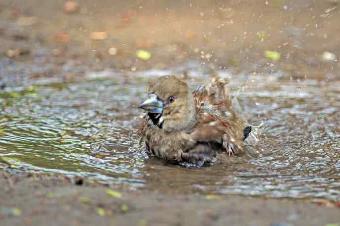洗浴中的锡嘴雀（3）
