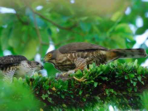 十大喜食蜂蜜动物：凤头蜂鹰