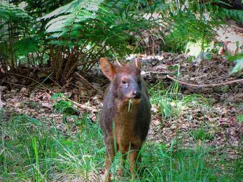 麒麟：传说的兽原型探秘（白尾鹿）