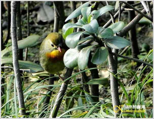 鈥湸蚰疋澦嫦搿菊掌 鈥湸蚰疋澦嫦搿菊掌