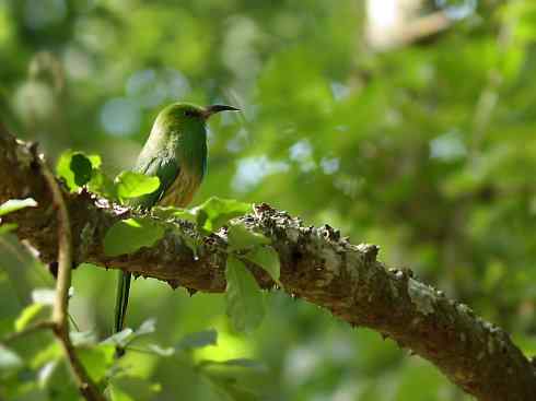 绝色攀禽:佛法僧目之蜂虎 绝色攀禽:佛法僧目之蜂虎