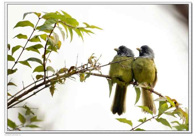 白头鹎和领雀嘴鹎