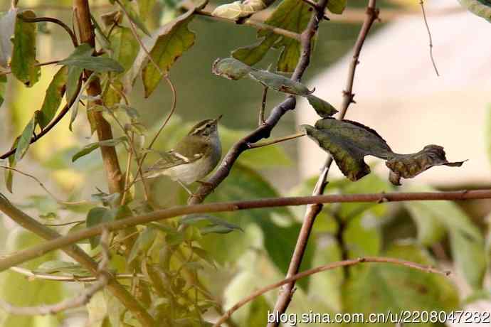 151.圣诞节送上12月份拍新鸟