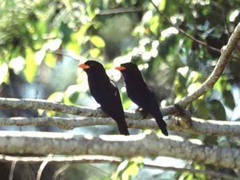 绝色攀禽：佛法僧目之三宝鸟