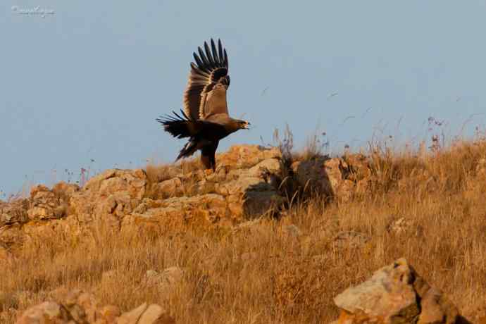 草原有约. wbr夕阳下与草原雕一家敖包相会