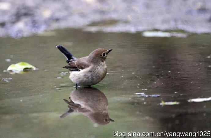 红喉姬鹟(9) 红喉姬鹟(9)