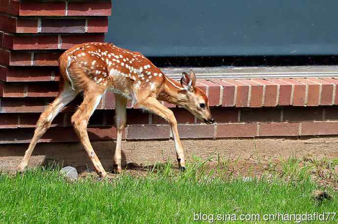 误入校园的小鹿
