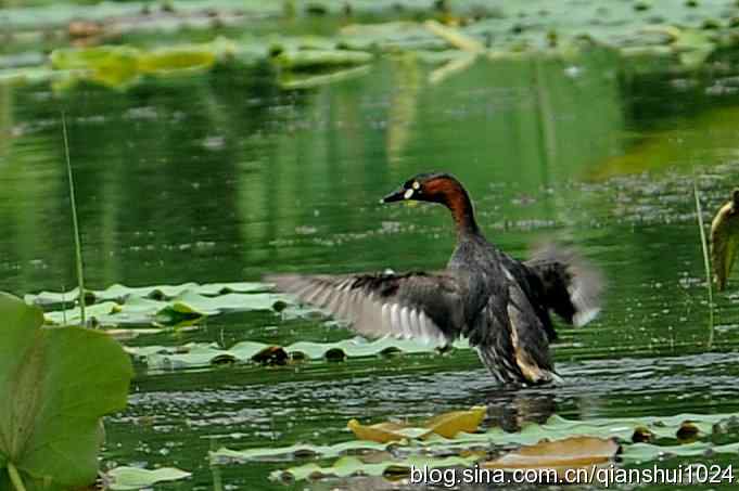 快乐的小PT(圆明园)