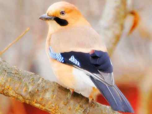 家禽驯化之源之二十九