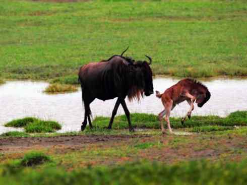自然奇观：动物大迁徙(非洲大迁徙)
