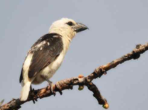 白头鸟系列:另类的美丽4 白头鸟系列:另类的美丽4