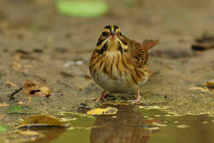 金汤沐浴.天坛白眉鹀