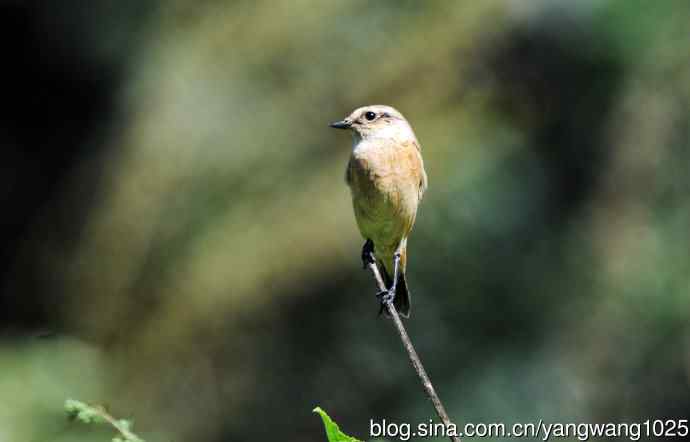 雌性黑喉石鵖（5）