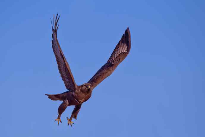 蓝天鵟影（摄于达里湖）