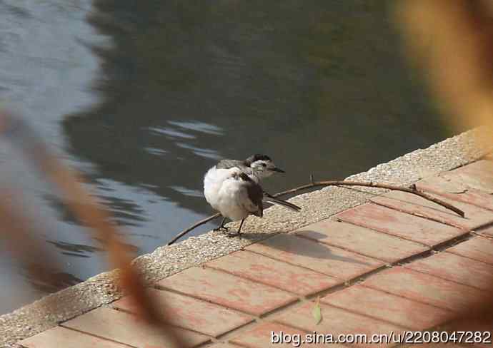 151.圣诞节送上12月份拍新鸟