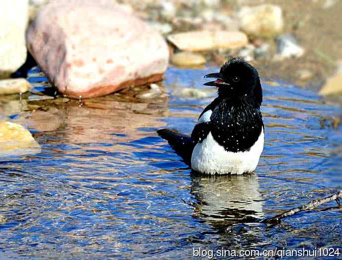 越洗越喜,一只可爱的小喜鹊
