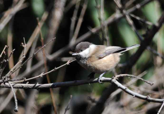 大年初一好收获(褐头山雀记录版) 大年初一好收获(褐头山雀记录版)