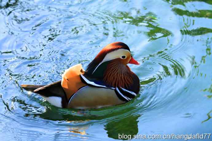美国鸟类摄影——鸳鸯戏水（3）