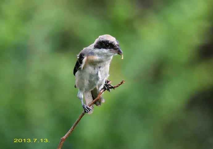 207.小伯劳成长记（3）亲鸟育儿篇