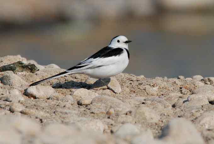 小白鹭现身京西永定河湿地