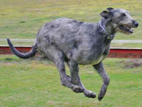 犬科：犬亚科犬属之澳洲野犬、歌唱犬、家犬