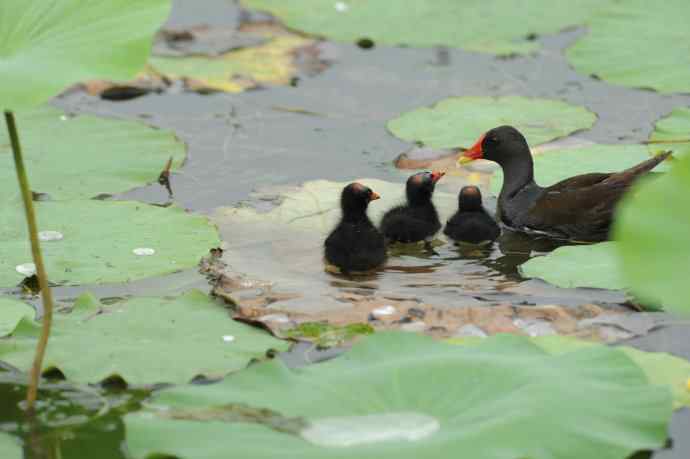 再拍黑水鸡（纪实）1