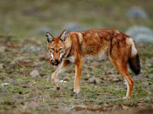 犬科：犬亚科犬属之西门豺、侧纹豺（胡狼类）