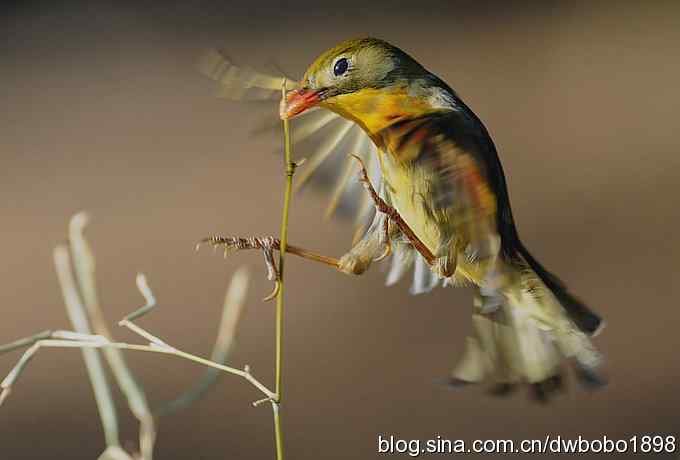 相思趣拍-贺三八国际妇女节