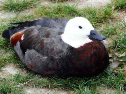 白头鸟系列：另类的美丽（黑胸麻鸭）