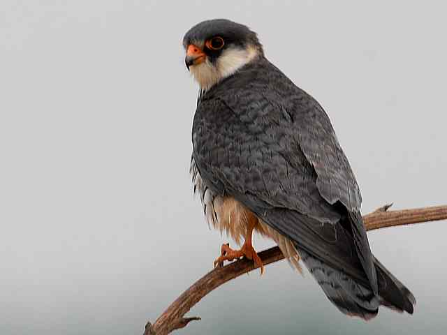 野鸭湖：阿穆尔隼与普通燕鸻