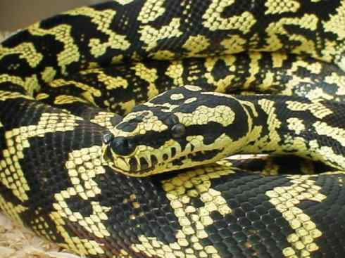 龙:传说的兽原型探秘(树蟒类) 龙:传说的兽原型探秘(树蟒类)