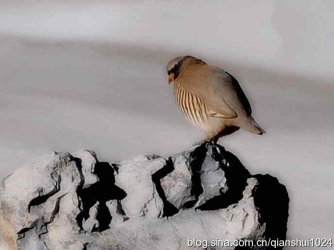 生境鸟片.风景独好
