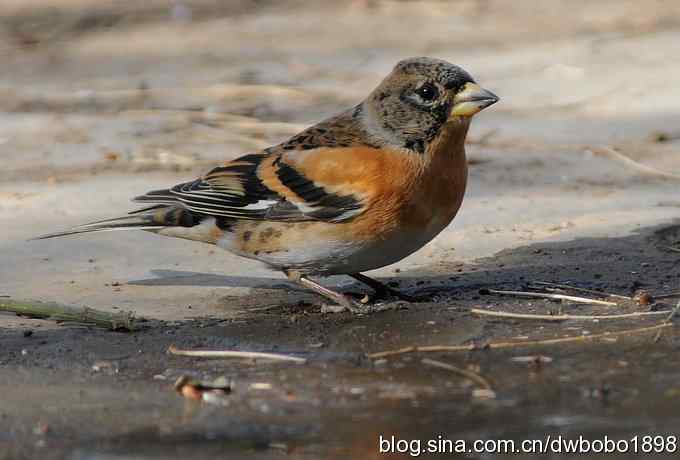 小鸟汲水图 wbrbobo打鸟歌