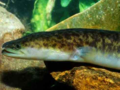 自然奇观:动物大迁徙(鳗鱼) 自然奇观:动物大迁徙(鳗鱼)